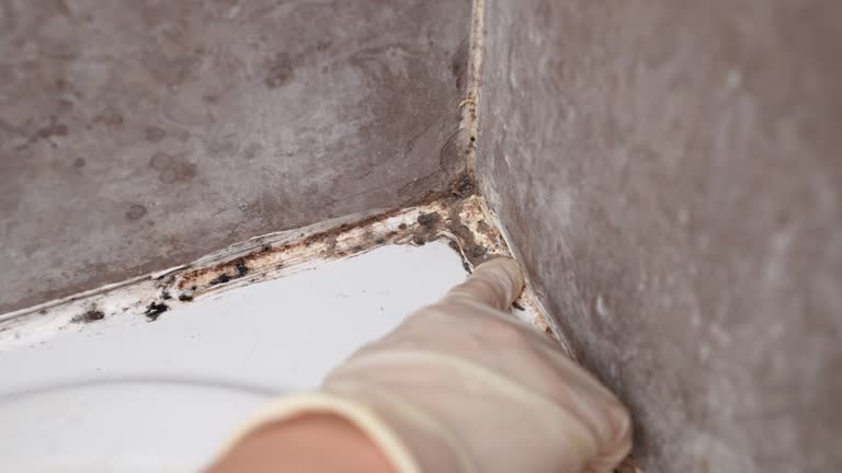 Trusted Carbonville, UT Mold Removal Experts
